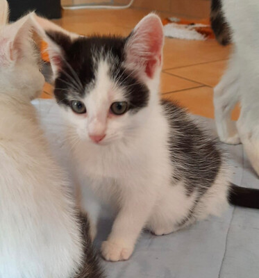 Zwerg Eddy, Eur. Kurzhaar - Kater