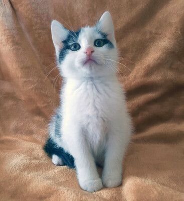 Zwerg Eddy, Eur. Kurzhaar - Kater
