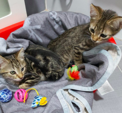 Zwillinge Sol & Luna ( ALM ) - Katze