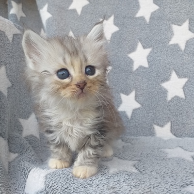 Zwinger Wood Home anbietet noch 2 Kätzchen und 1 Kater, Sibirische Katze Jungtier - Katze