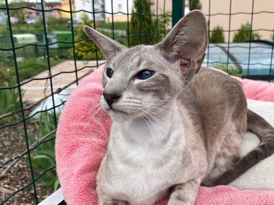 Ältere Siam Dame mit Papiere