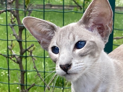 Ältere Siam Dame mit Papiere, Siamkatze - Katze