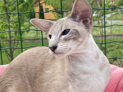 Ältere Siam Dame mit Papiere, Siamkatze - Katze