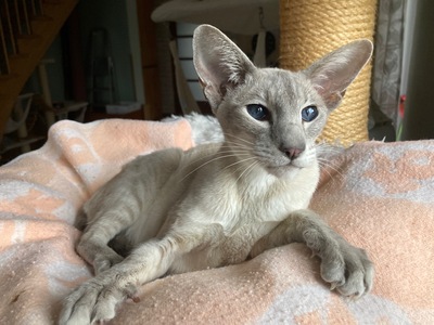 Ältere Siam Dame mit Papiere, Siamkatze - Katze