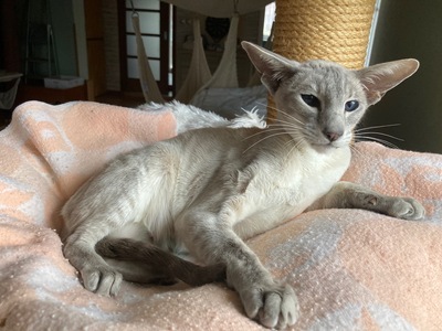 Ältere Siam Dame mit Papiere, Siamkatze - Katze