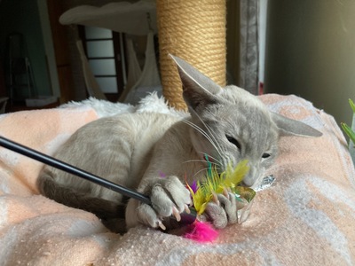 Ältere Siam Dame mit Papiere, Siamkatze - Katze