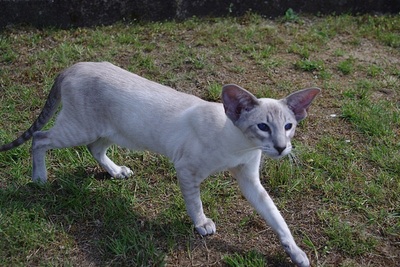 Ältere Siam Dame mit Papiere, Siamkatze - Katze