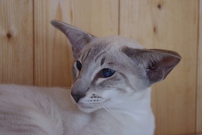 Ältere Siam Dame mit Papiere, Siamkatze - Katze