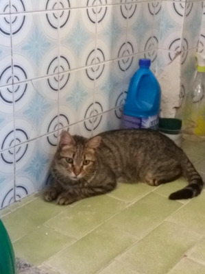 , aktiver Zape (ALO) - Kater