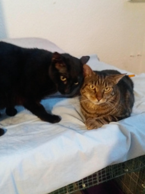 beste Freunde Pitufo und Chocolate (ALO) - Kater