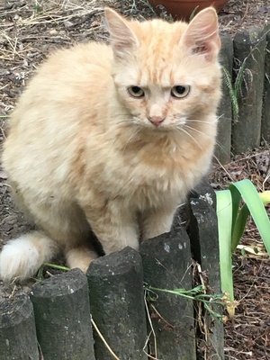 bisher keinen, verschiedene Hauskatzen Jungtier - Kater