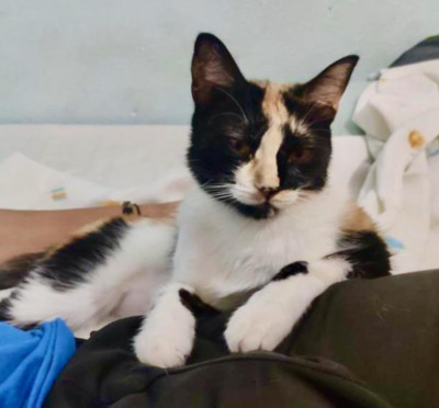 bunte KATALINKA bei München (ALM), Europäische Kurzhaarkatze - Katze