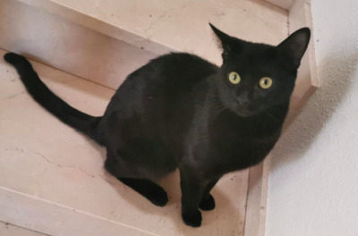 cleverer Gandhi ( ALM ) bei MUC - Kater