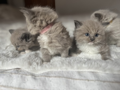 de petite douce Ragdolls, Ragdoll Jungtier - Katze