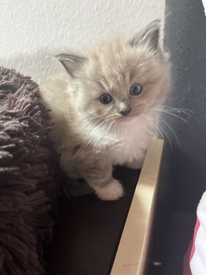 de petite douce Ragdolls, Ragdoll Jungtier - Katze