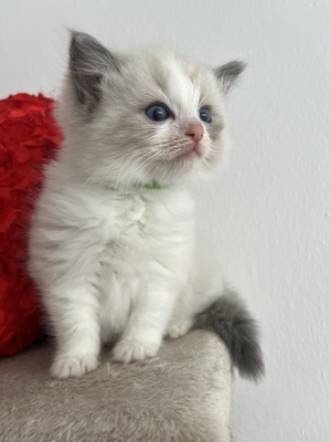 de petite douce Ragdolls, Ragdoll Jungtier - Katze