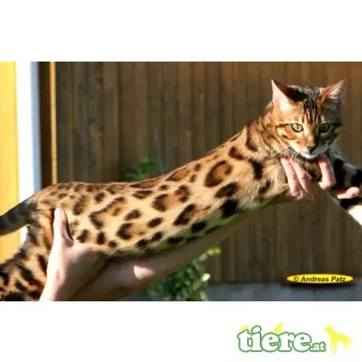 div. Kitten, Bengalkatze - Kater
