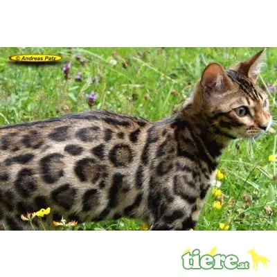 div. Kitten, Bengalkatze - Kater