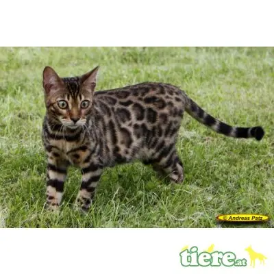 div. Kitten, Bengalkatze - Kater