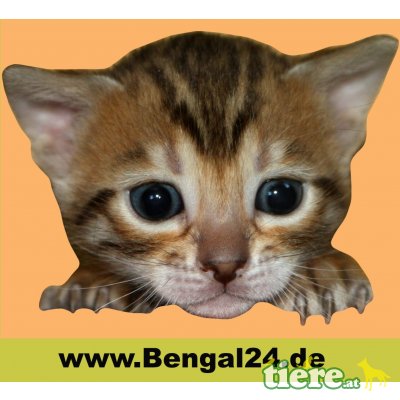 div. Kitten, Bengalkatze - Kater