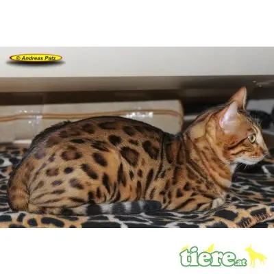 div. Kitten, Bengalkatze - Kater