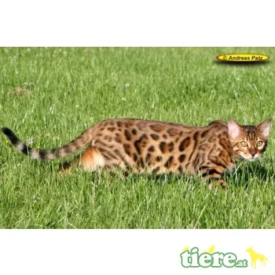 div. Kitten, Bengalkatze - Kater