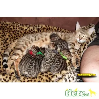 div. Kitten, Bengalkatze - Kater