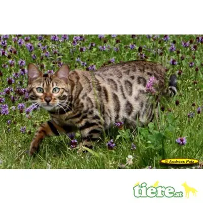 div. Kitten, Bengalkatze - Kater