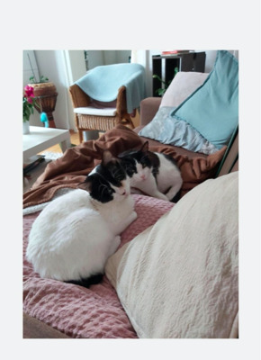 entzückendes Paar YUE&HUESITOS (ALO) - Kater