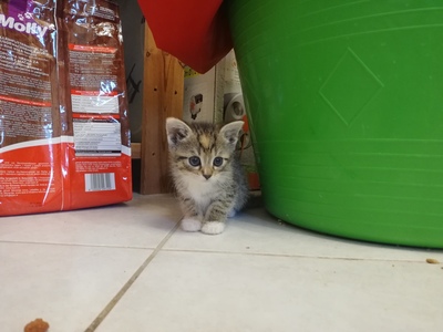 findus und sockerl, junge Hauskatzen Jungtier - Katze