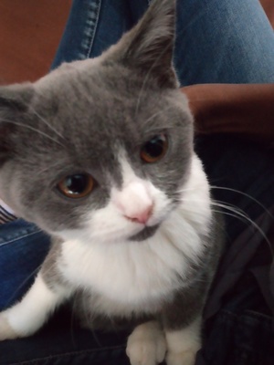 fluffy und vienna, Britisch Kurzhaarkatze Jungtier - Katze