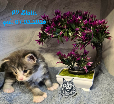 griechisch, Main Coon Jungtier - Kater