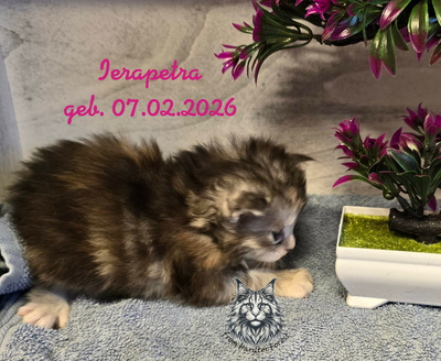 griechisch, Main Coon Jungtier - Kater