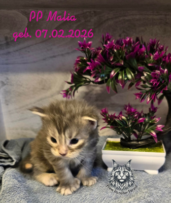 griechisch, Main Coon Jungtier - Kater