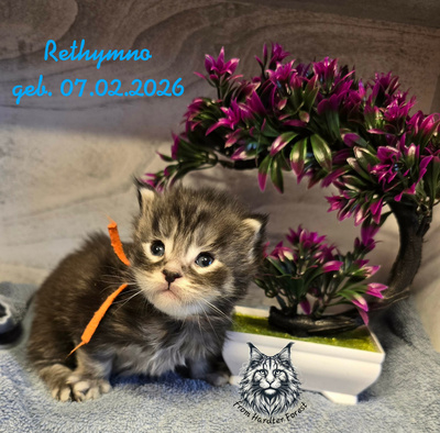 griechisch, Main Coon Jungtier - Kater