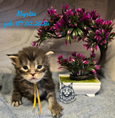 griechisch, Main Coon Jungtier - Kater