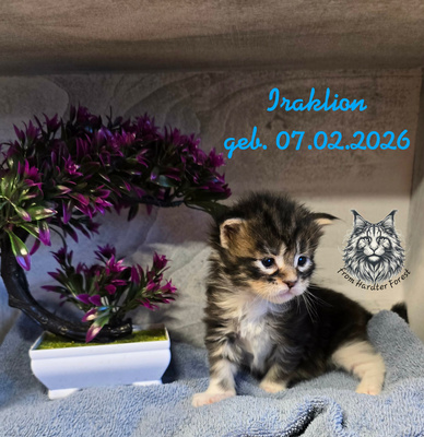 griechisch, Main Coon Jungtier - Kater