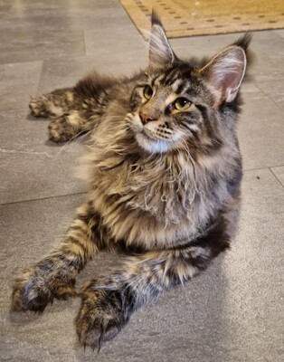 griechisch, Main Coon Jungtier - Kater