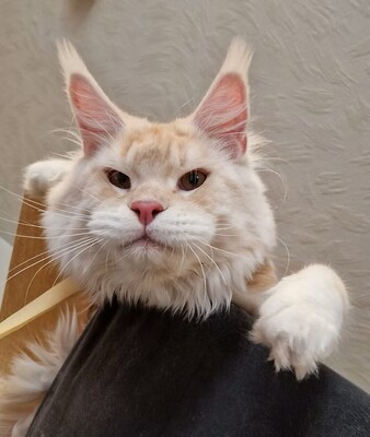 griechisch, Main Coon Jungtier - Kater