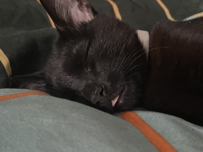 hat keinen namen, . Jungtier - Kater