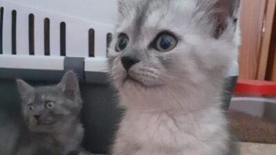 hermes, Mischling Jungtier - Kater