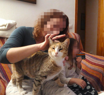 hübsche, liebe Selena ( BEA) - Katze