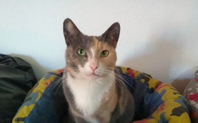 hübsche schüchterne Tris ( BEA ) - Katze