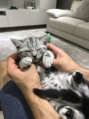 juliaanna, 3/4 Britisch Kurzhaar 1/4 Heilige Birma Jungtier - Kater