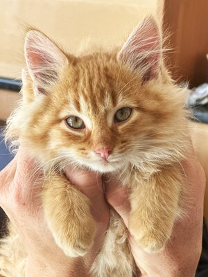 kein Name vorhanden, Hauskatze - Katze