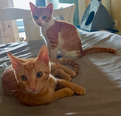 kleine Knöpfe Finn & Ferris (ALM) - Kater