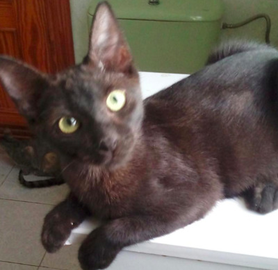 kleine Mädels Coco & Ronja (ALM) - Katze