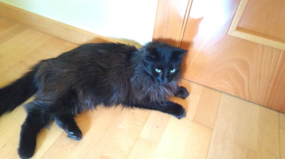 kleiner Macho Perso ( BEA) für Kenner - Kater