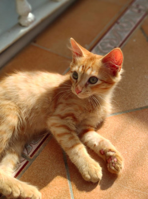 kleiner roter Knopf ENEKO (ALO) - Kater