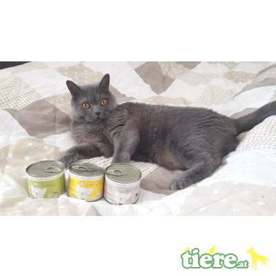 kostenloses Testpaket, artgerechtes Katzenfut